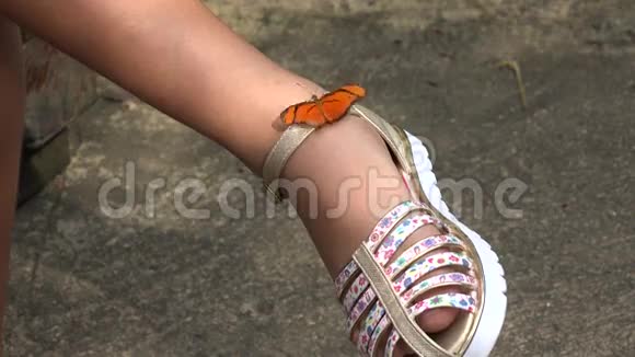 鞋子上的蝴蝶视频的预览图