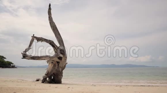 风浪背景下沙滩上弯曲的干树干视频的预览图