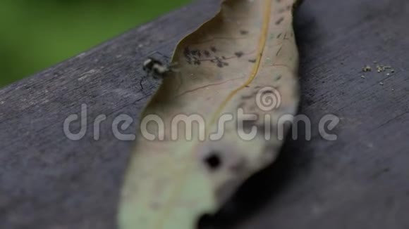 芒岳园国家森林休闲区慢动作蜘蛛视频的预览图