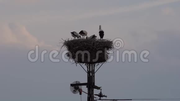 德国下萨克森州的鹳鸟家族在电力杆上筑巢视频的预览图