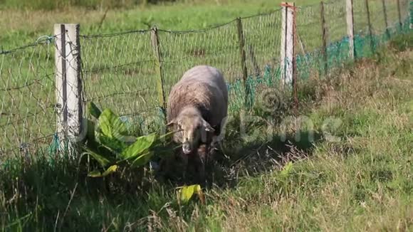 可爱的白羊怀疑地看着镜头在草地上吃草旁边是乡村和弯曲的链栅栏视频的预览图