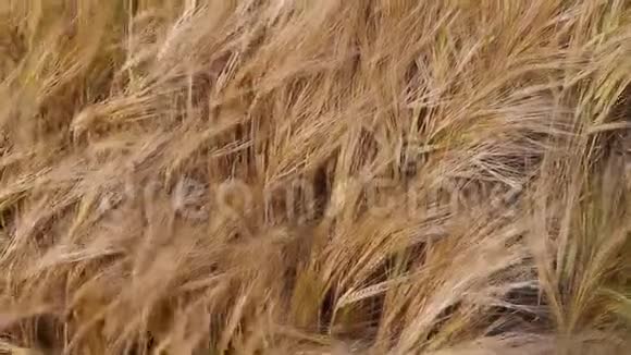 阳光明媚的一天美丽的薰衣草田野薰衣草盛开的香味花摩尔多瓦视频的预览图