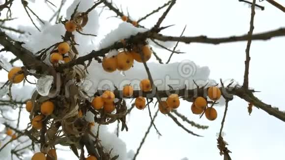 橘红色的沙棘浆果覆盖着雪视频的预览图