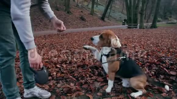 人类喂养他的狗猎犬零食以求顺从视频的预览图