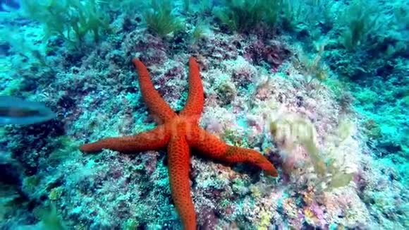 马耳他地中海的海星和好奇的濑鱼视频的预览图