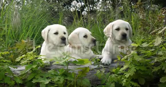 黄色拉布拉多猎犬蔬菜中的小狗法国的诺曼底慢动作视频的预览图