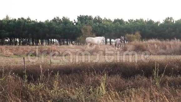 在葡萄牙的一个绿色休息室里阳光明媚的一天一群灰马和白马在户外走来走去视频的预览图