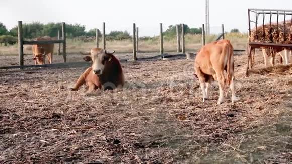 年轻的马林霍亚棕色公牛躺下来盯着镜头而年轻的小牛吃新鲜的干草视频的预览图