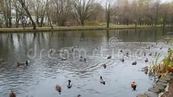秋天城市公园池塘中的鸟的偶然生命视频的预览图