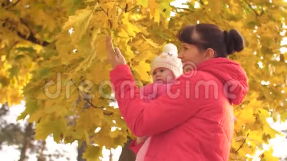 妈妈把婴儿抱在怀里亲吻他的脸颊向孩子展示黄色的叶子然后笑视频的预览图