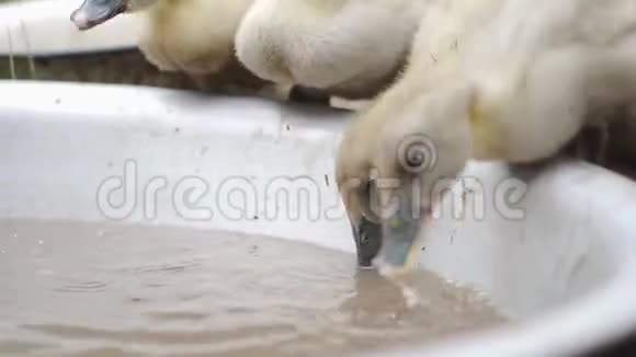 家养小鸭喝水捏草补充食物供应视频的预览图