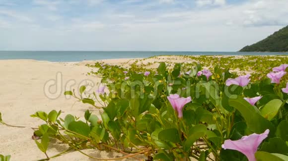 海岸被蓝色的安静的水冲洗田园诗般的热带天堂充满青草的沙质海岸的异国风光视频的预览图