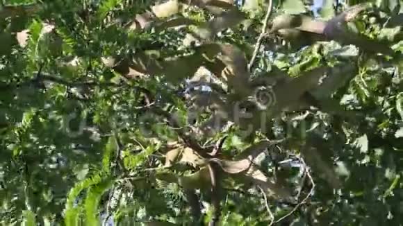 蜂蜜蝗虫树视频的预览图