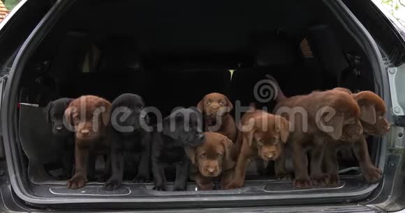 布朗和黑拉布拉多猎犬汽车后备箱里的小狗法国的诺曼底慢动作视频的预览图