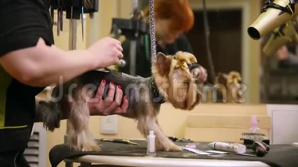 狗钳在狗的背面应用一个图像狗的纹身动物园视频的预览图