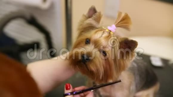 剪刀在狗脸上剪头发特写镜头宠物理发师视频的预览图