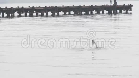 海豚在码头附近的海里捕鱼视频的预览图