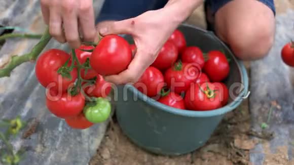 人类在温室里收获成熟的红西红柿视频的预览图