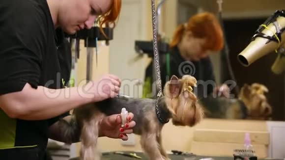 狗钳在狗的背面应用一个图像狗的纹身动物园视频的预览图
