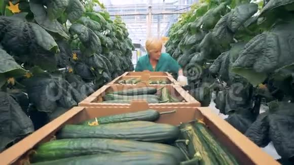一个温室工人用纸箱装黄瓜的特写镜头视频的预览图