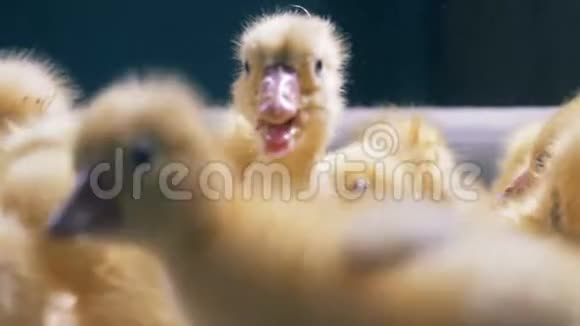 一群忙忙碌碌的小鸭子的头家禽家禽养殖家禽产业理念视频的预览图