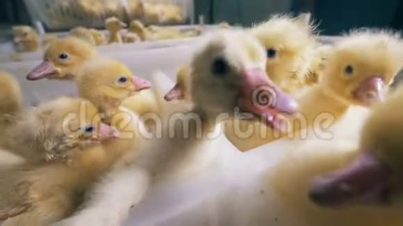 小鸭子们熙熙攘攘试图从集装箱里出来家禽家禽养殖家禽养殖业视频的预览图
