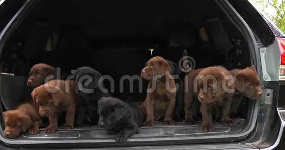 布朗和黑拉布拉多猎犬汽车后备箱里的小狗法国的诺曼底慢动作视频的预览图