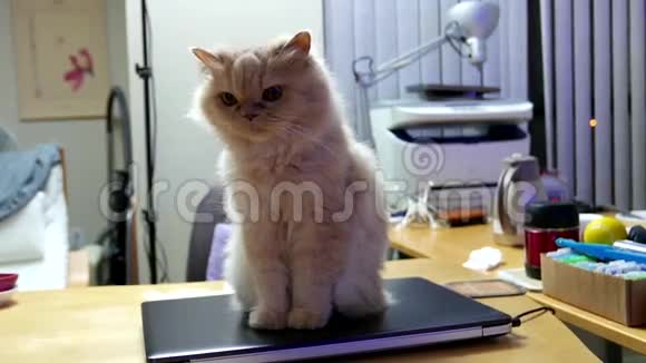 坐在电脑上看电视的波斯猫视频的预览图