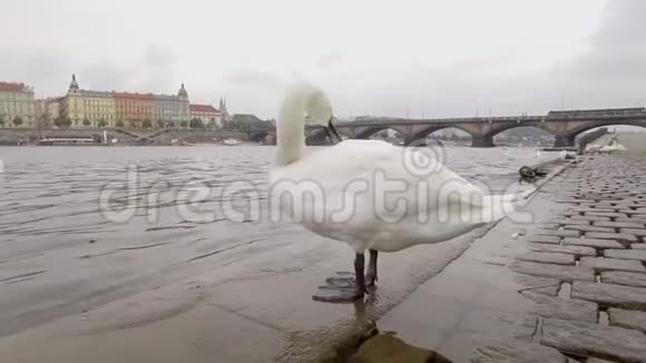 在多云天气下欧洲小镇的城市堤岸上有一只天鹅在清理羽毛视频的预览图