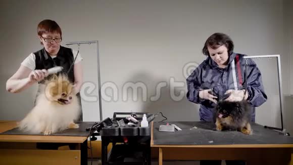 两个在办公室里和狗一起工作的专业美容师视频的预览图