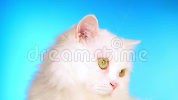 可爱可爱的家庭宠物在工作室里蓝底的毛茸茸的白猫动物自然小猫的概念视频的预览图