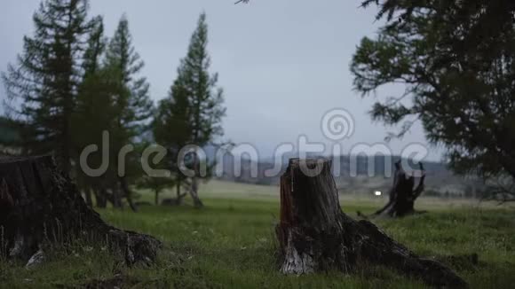 阴天傍晚松树林业开发树桩和原木表明过度开发导致视频的预览图
