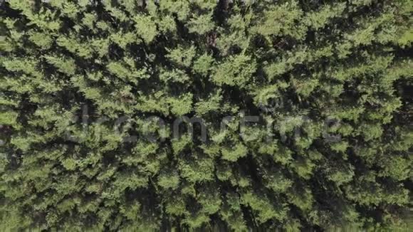 空中景色摄像机从松树森林中升起视频的预览图