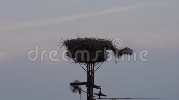 德国下萨克森州的鹳鸟家族在电力杆上筑巢视频的预览图