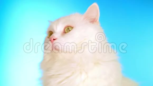 在工作室里蓝底的毛茸茸的白猫可爱可爱的家庭宠物动物自然小猫的概念视频的预览图