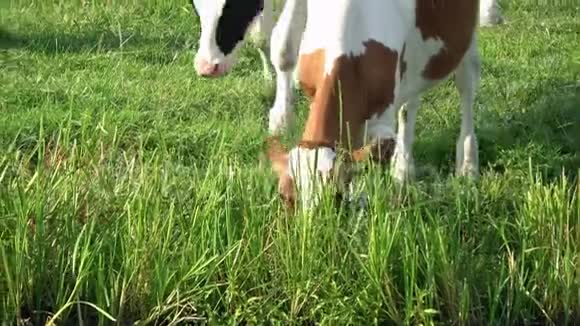 4K一头棕色和白色的母牛正在伊达姆的绿色草地上放牧视频的预览图