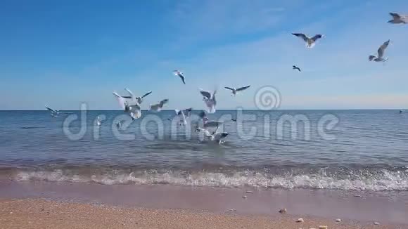 许多海鸥飞过海滩一群海鸥飞过海滩视频的预览图