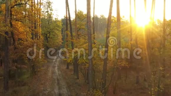 飞槽森林慢慢平静的视频镜头移动视频的预览图