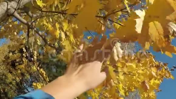 秋天的心情概念女性手触摸黄色的枫叶在树上视频的预览图