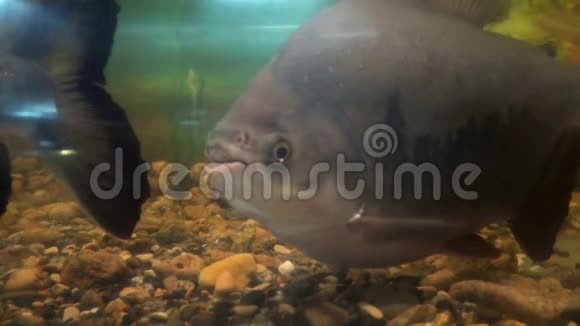水族馆里有皮兰哈斯视频的预览图