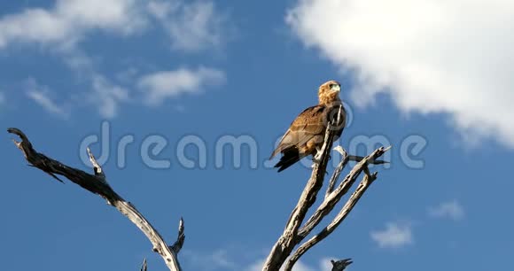 博茨瓦纳Tawny鹰非洲野生动物狩猎视频的预览图