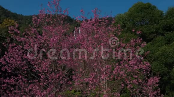 鸟瞰Siriphum瀑布与樱花在泰国视频的预览图