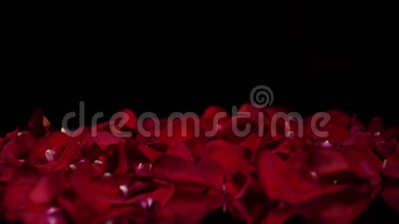 镜桌上的玫瑰花瓣视频的预览图