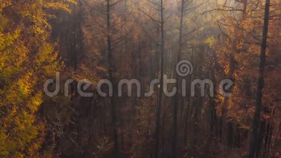 从秋林的高处看太阳光穿过雾视频的预览图