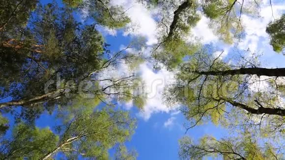 从下到上的森林景观视频的预览图