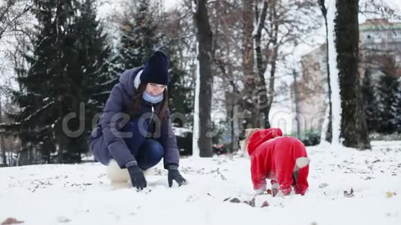 女人在雪地公园玩有趣的小狗在寒冷的日子里狗在户外打扮成圣诞老人新年概念视频的预览图