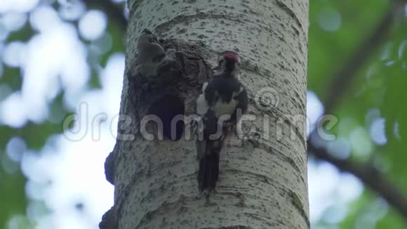 鸟是一只红黑白的啄木鸟主要在他的巢周围忙碌视频的预览图