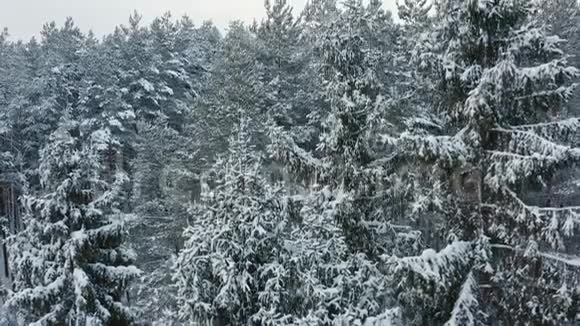 冬天的森林被雪覆盖视频的预览图