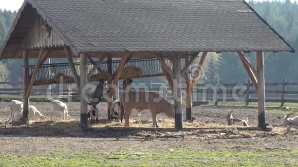 农场动物许多棕色和白色的山羊视频的预览图
