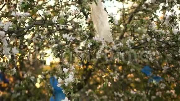 开花的苹果树树枝上的塑料袋地球的塑料污染家庭垃圾问题视频的预览图